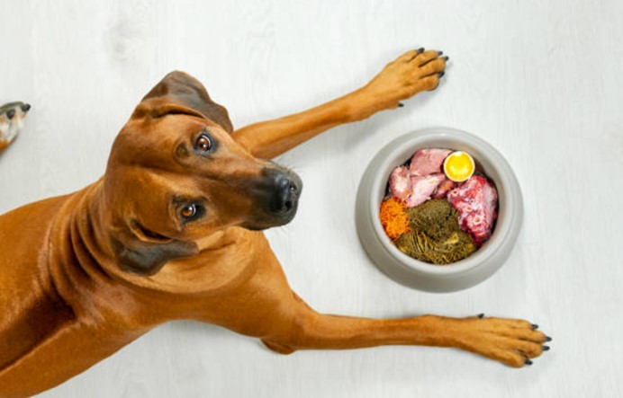 狗狗和食物