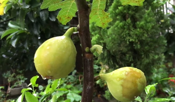 香蕉無花果